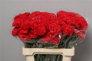 Dianthus (Large Head Carnations) - Red