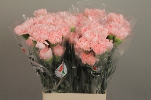 Dianthus (Large Head Carnations) - Pink