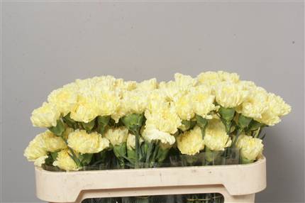 Dianthus St (Large Head Carnations)  Overig Yellow (Yellow)