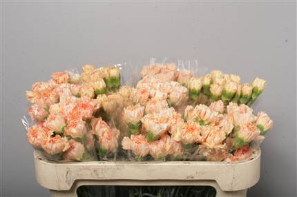 Dianthus St (Large Head Carnations)  Overig Zalm (peach-salmon)