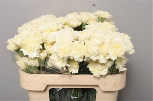 Dianthus (Large Head Carnations) - Cream