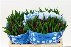 Tulip - Purple