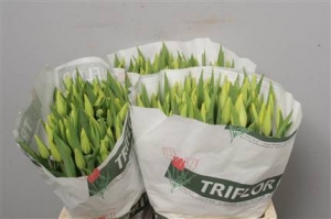 Tulip - Yellow