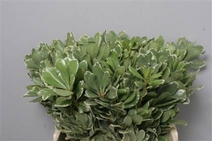 Greenery - Pittosporum