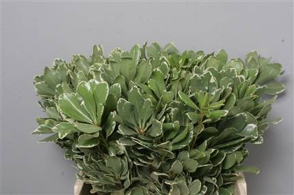 Greenery - Pittosporum (green-vert)