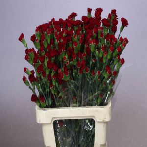 Dianthus (Spray Carnations) - Burgundy