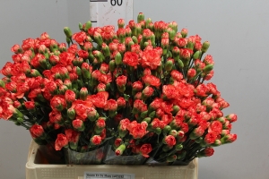 Dianthus (Spray Carnations) - Orange