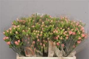 Dianthus (Spray Carnations) - Pale Orange