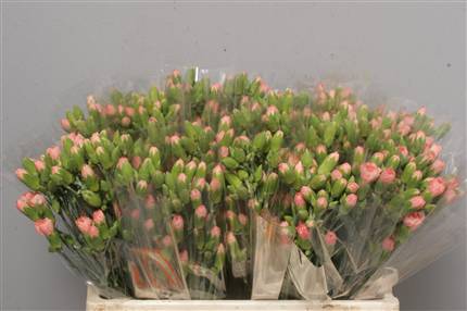 Dianthus Tr (Spray Carnations) Orange