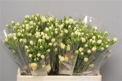 Dianthus Tr (Spray Carnations)  Yellow