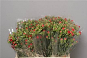 Dianthus (Spray Carnations)  - Red