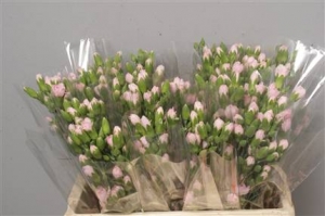 Dianthus (Spray Carnations)  - Light Pink