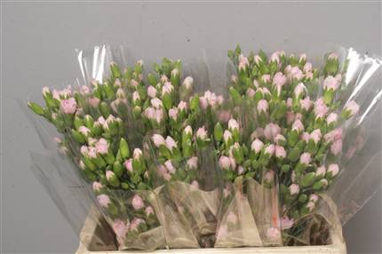 Dianthus Tr (Spray Carnations)  Light Pink