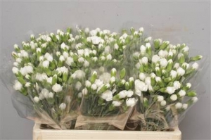 Dianthus (Spray Carnations) - White