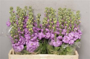 Stock - Lilac