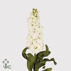 Stock - White