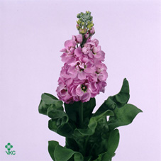 Stock - Pink