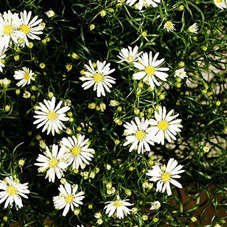 Aster (September) - White