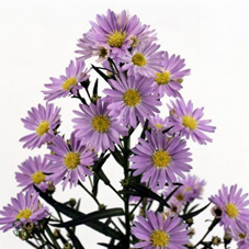 Aster Mb Cassandra