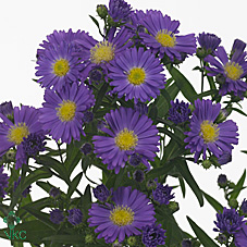 Aster (September) - Purple