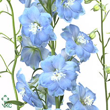 Delphinium - Light Blue