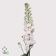 Delphinium - White