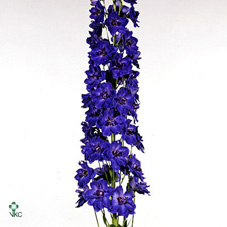 Delphinium - Dark Blue