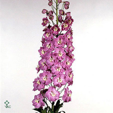 Delphinium El Strawb Fair