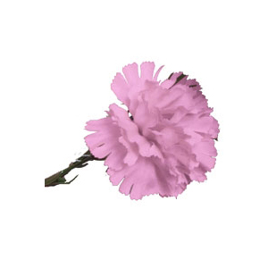Artificial - Carnation - Pink
