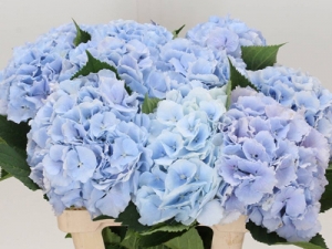 Hydrangea - Blue