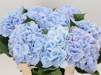 Hydrangea Blue