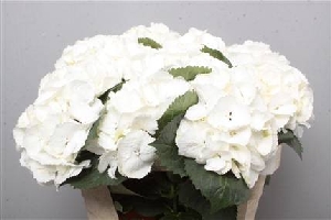 Hydrangea - White