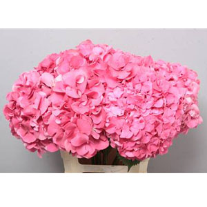 Hydrangea - Pink
