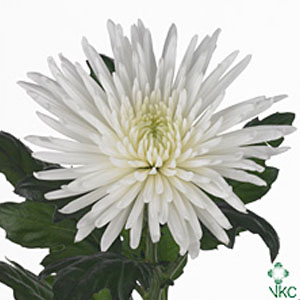 Chrysanthanum G Anastasia (White)