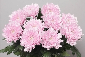 Chrysanthanum G Aljonka (Lilac)