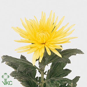 Chrysanthanum G Anastasia (Yellow)