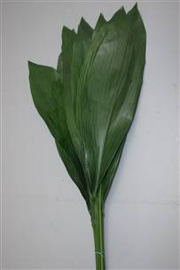 Greenery - Aspidistra