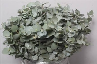 Greenery - Eucalyptus Cinerea