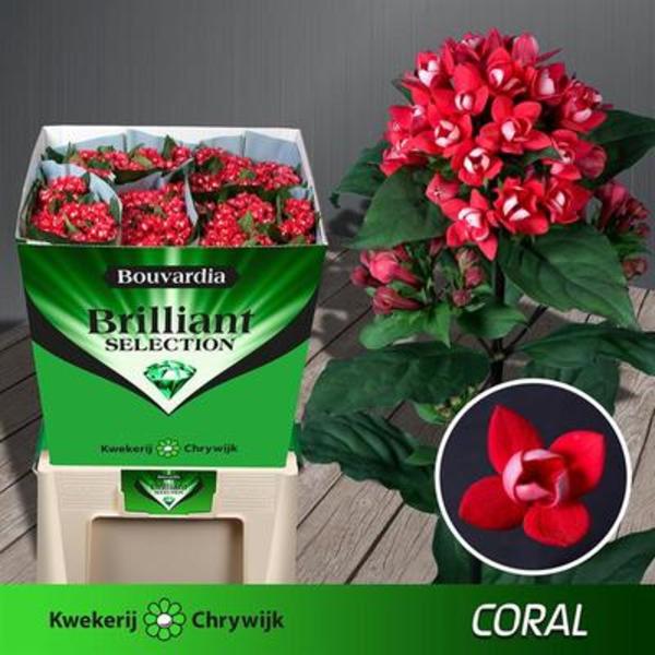 Bouvardia - Red