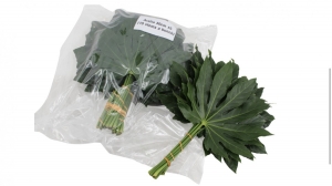 Greenery -  Fatsia Leaves (Small)