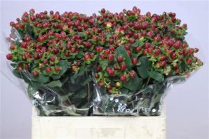 Hypericum - Red