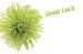Good Luck - Green Spider Chrysanth