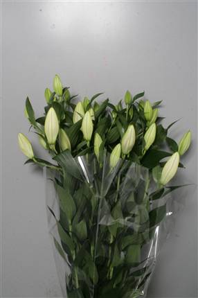 Lily Oriental Sorbonne (pink) 5/6 heads