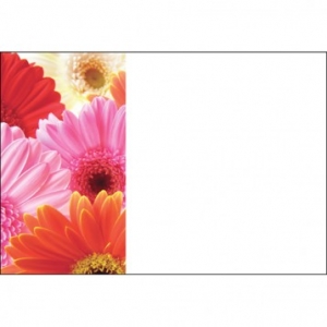 Card No Message Gerbera Mix