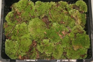 Greenery - Moss Box
