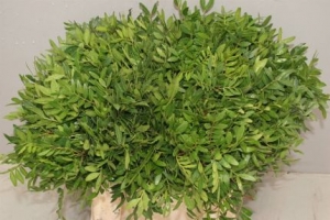 Greenery - Pistache