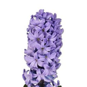 Hyacinth -Blue