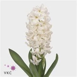 Hyacinth - White