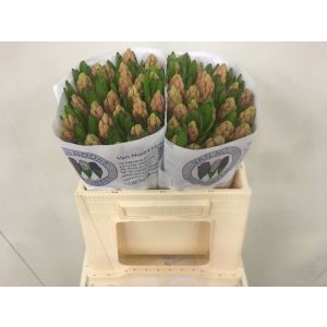 Hyacinth - Pink