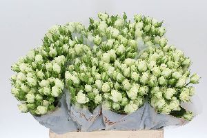 Spray Rose - White